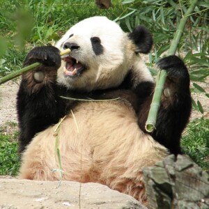 Eating Panda