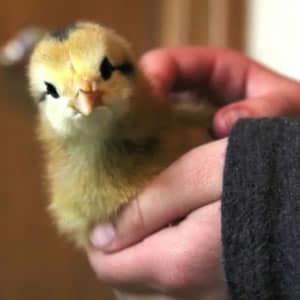 Adorable baby chicken!