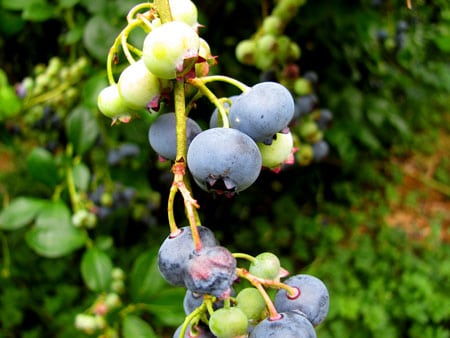 Wild Blueberries