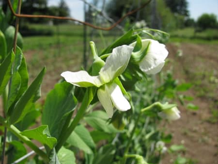 Petersen Peas