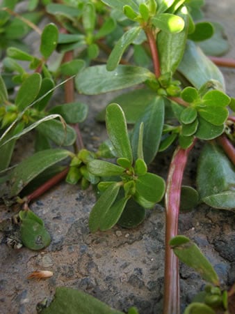 Purslane Edible Weed