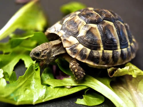 Turtles Eat Slowwwly.