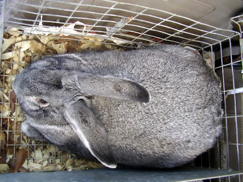 Giant Chinchilla in Shipping Crate