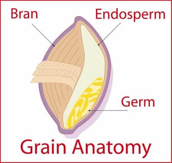 Anatomy of a Grain
