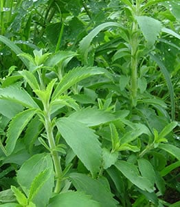 Stevia Plants