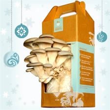 DIY Mushroom Kit