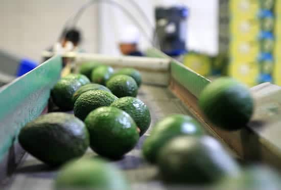 A California Avocado Tour - Eating Rules