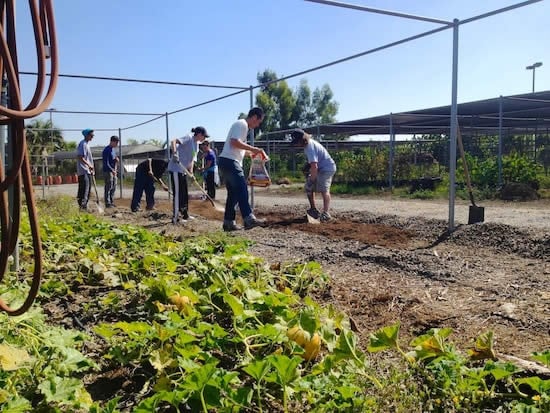 Planting in the urban farm