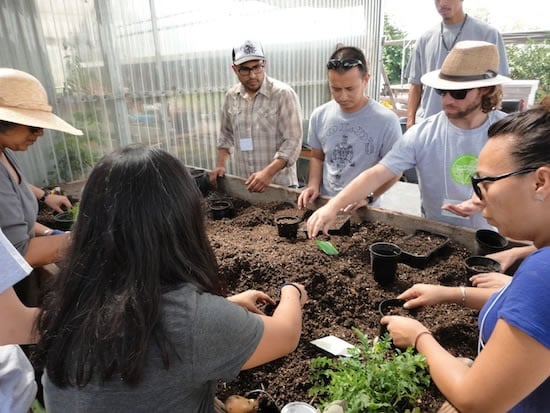 Planting Seedlings for the Greenhouse