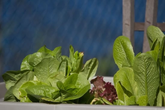 Growing Lettuce