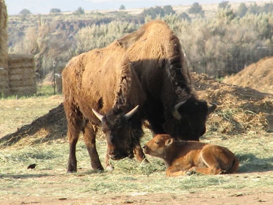 Lindner Bison's 15% Steak Rule