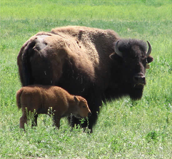 Bison in the grass