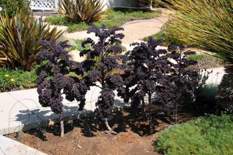 grow-kale-in-your-front-yard-1_mini