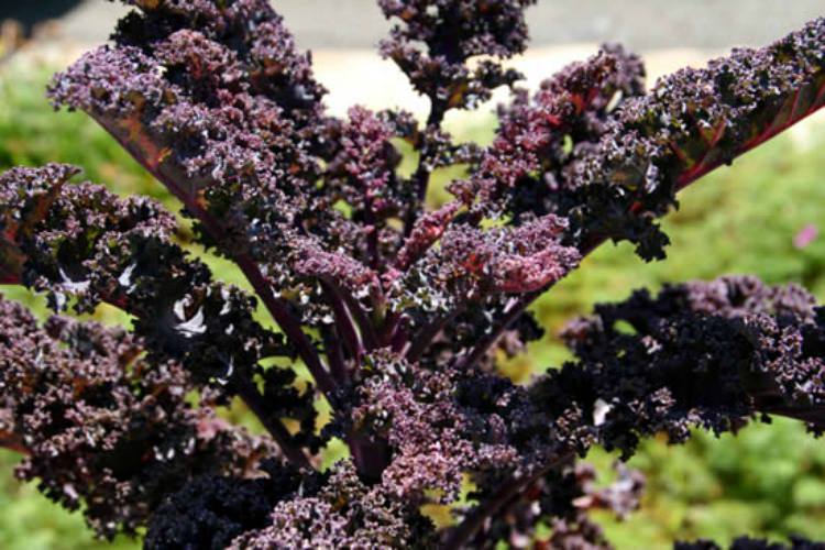 Adventures in Kale: Front Yard Farming - Eating Rules