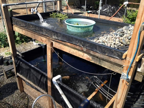 Talapia and Watercress Farming