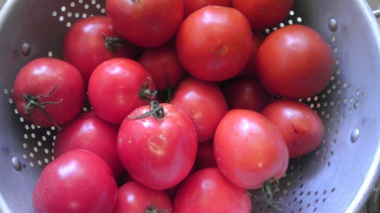 tomatoes-in-collandar-recipe