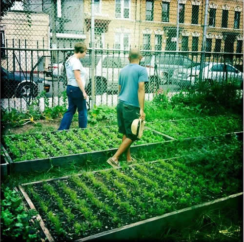 Making Unprocessed Accessible & Locally Grown Through Urban Farming