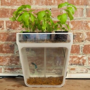 Home Aquaponics Garden Kickstarter Project