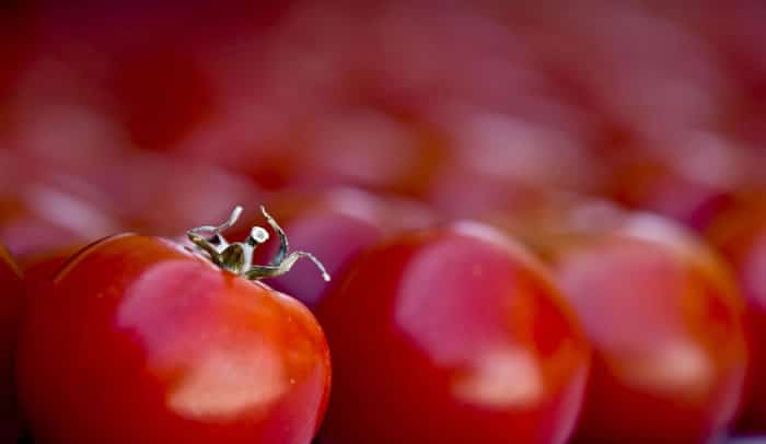 Eat Tomatoes in Season