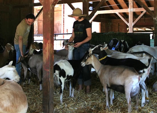 Amber introduces me to the goats