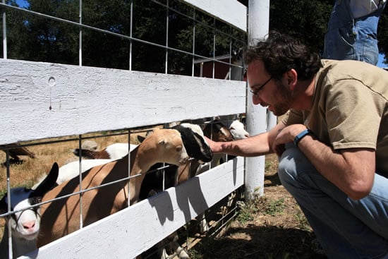 Petting the baby goats