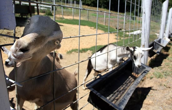 A very curious goat