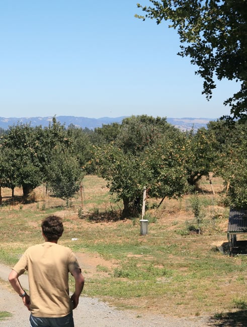 Enjoying the view at Redwood Hill Farm