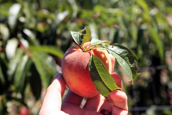 Fresh peaches!