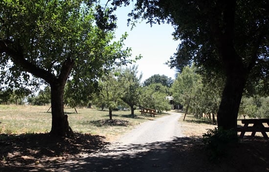 Picnic tables in the shade of apple trees