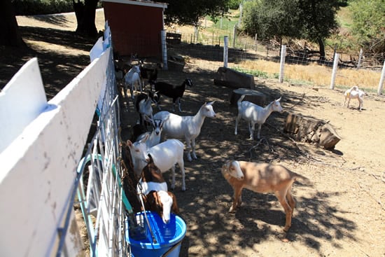 The goats have a lot of space