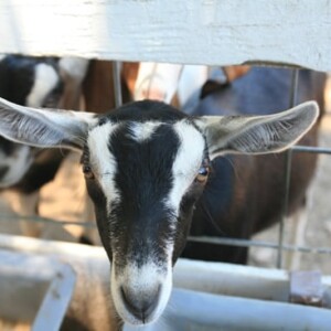 June, one of Redwood Hill Farm's Goats