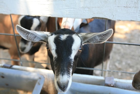 June, one of Redwood Hill Farm's Goats