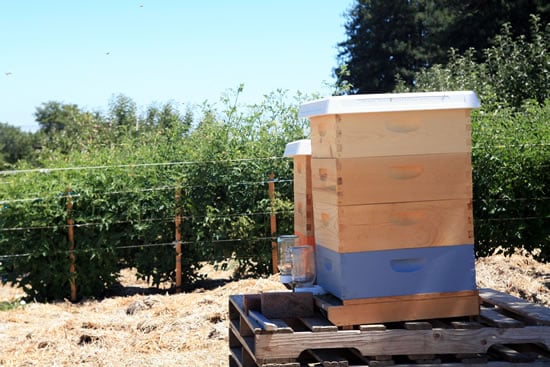 Redwood Hill Farm - Beekeeping