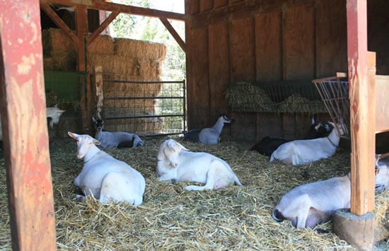 Lounging Goats