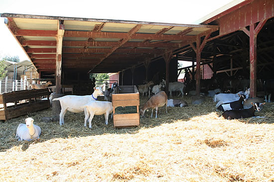 Happy Goats