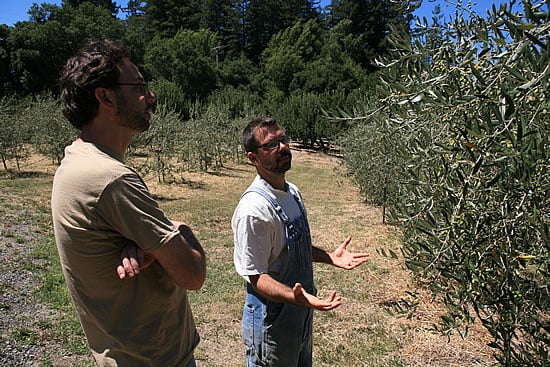 Scott shows us the Olive Trees