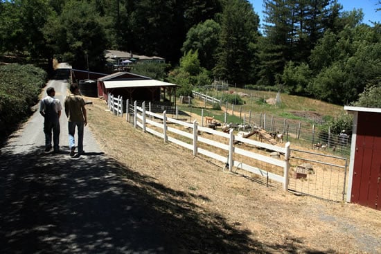Redwood Hill Farm