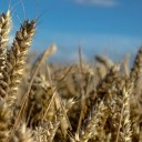 Unprocessed FAQ: Flours & Grains