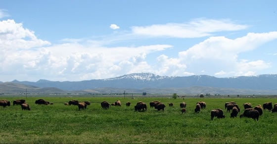 Lindner Bison on Spring Grass, before the well failed