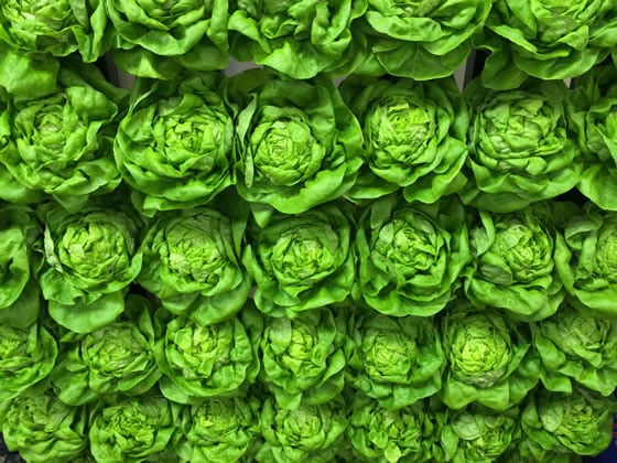 Grower Pete's Wall of Butter Lettuce