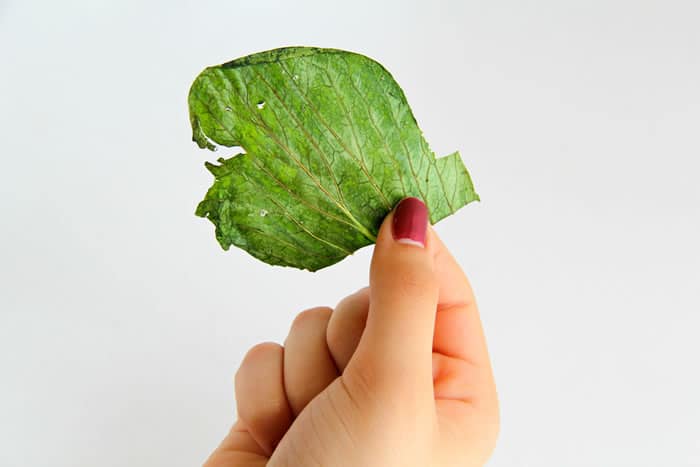 Move Over Kale Chips, Bok Choy Chips are Next!