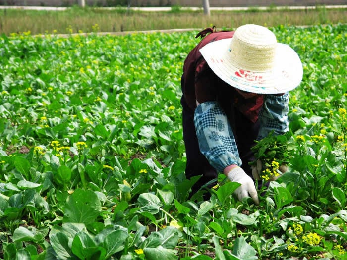 Farm Workers