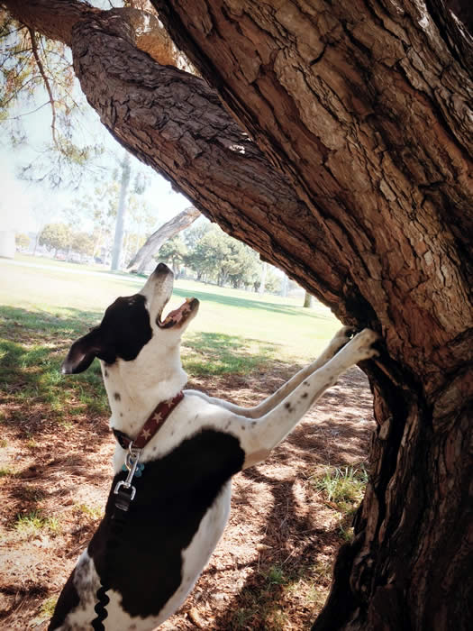 Molly barking up the wrong tree