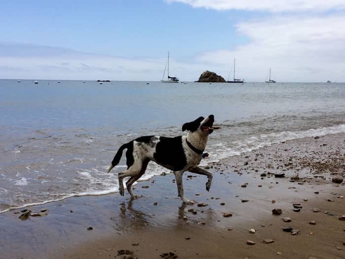 Molly dancing on the beach