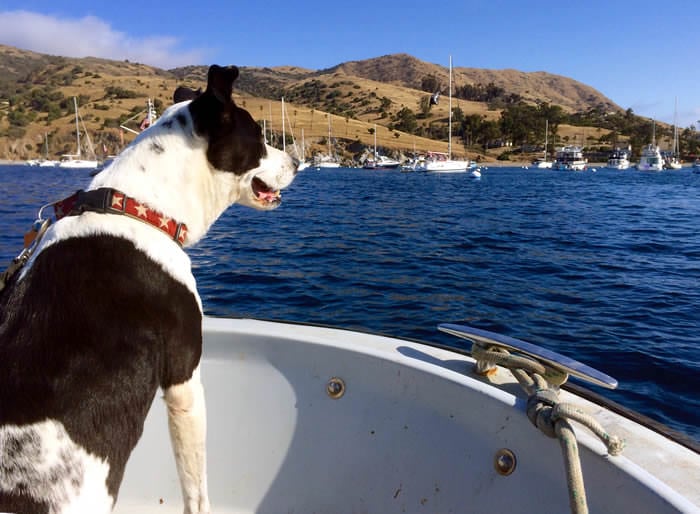 Molly on a boat!