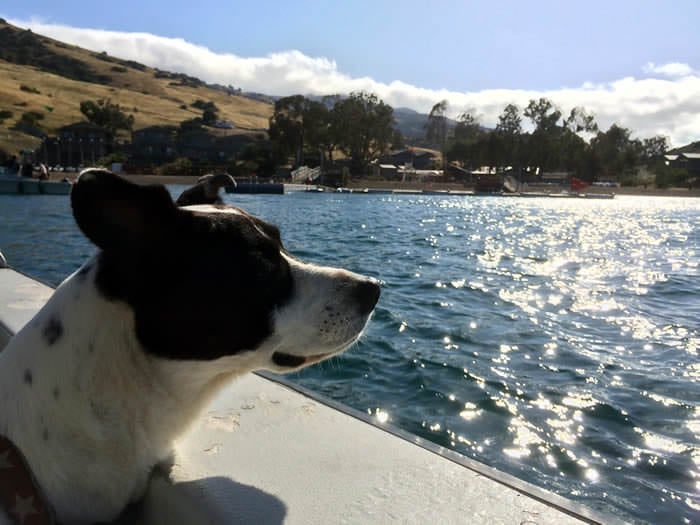 Molly enjoying Catalina Island