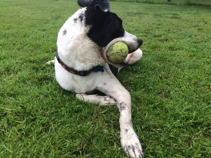 Molly playing with a tennis ball
