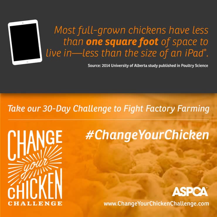 Change Your Chicken