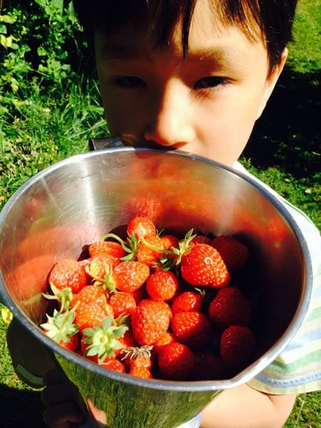 Picking strawberries for desesrt