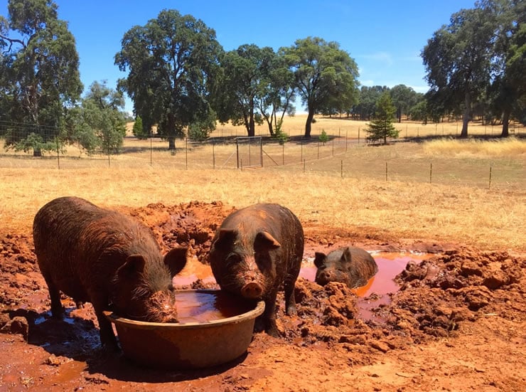 Heritage Hogs Wallowing in the Mud